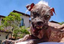 Kuduz Hayvan Nasıl Anlaşılır?