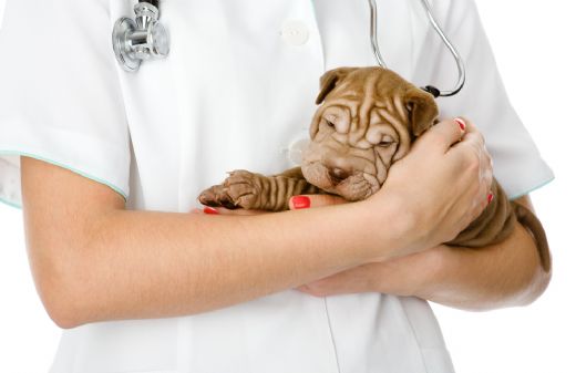 Köpek Kuduz Aşısı