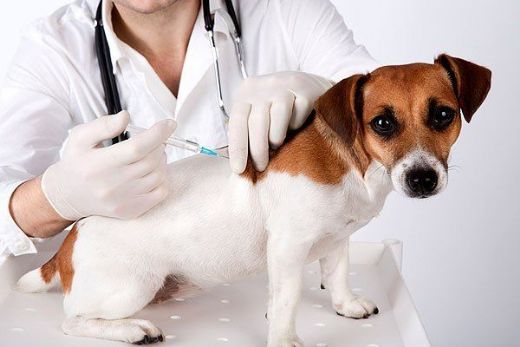 Köpeklerde Kuduz Aşısı Yan Etkileri